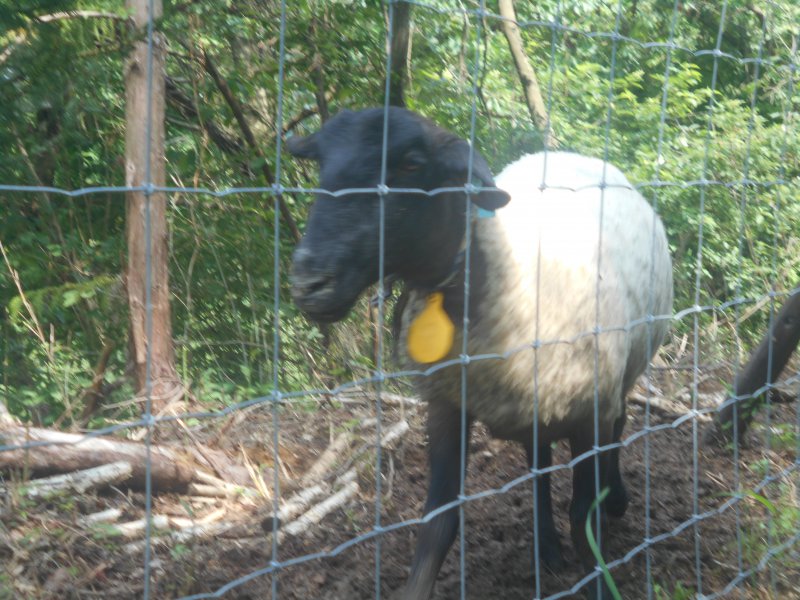 サフォークという種類の羊さん