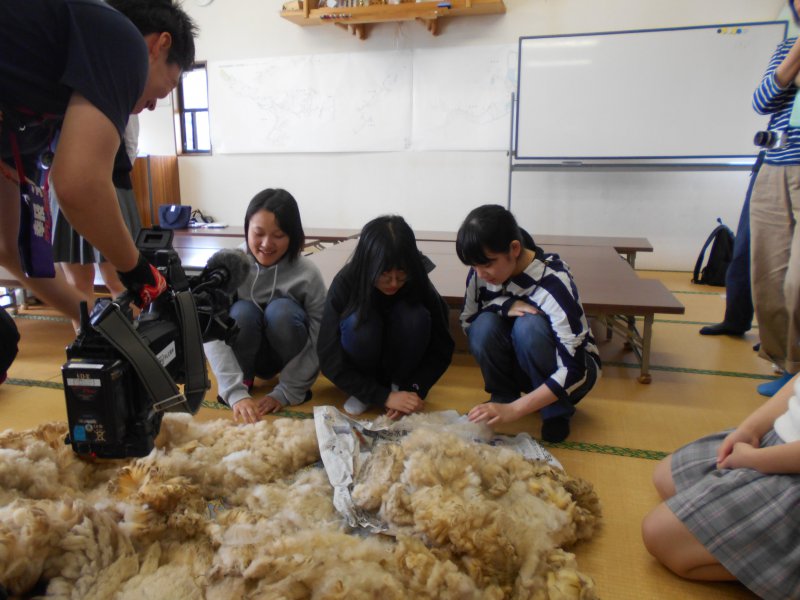 羊毛を触る生徒
